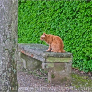 Schlosspark-Katze