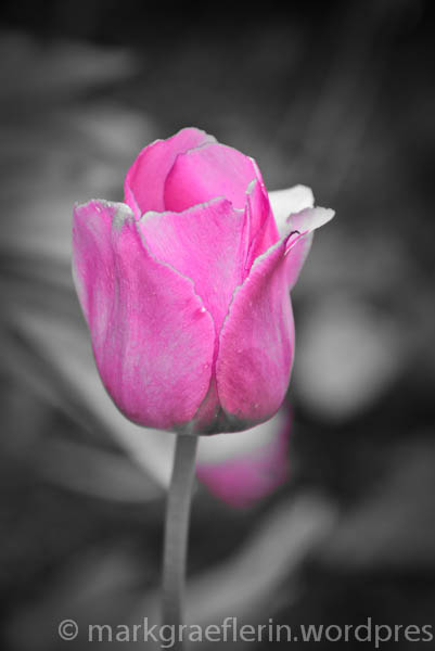 Tulpe selektive Farbe