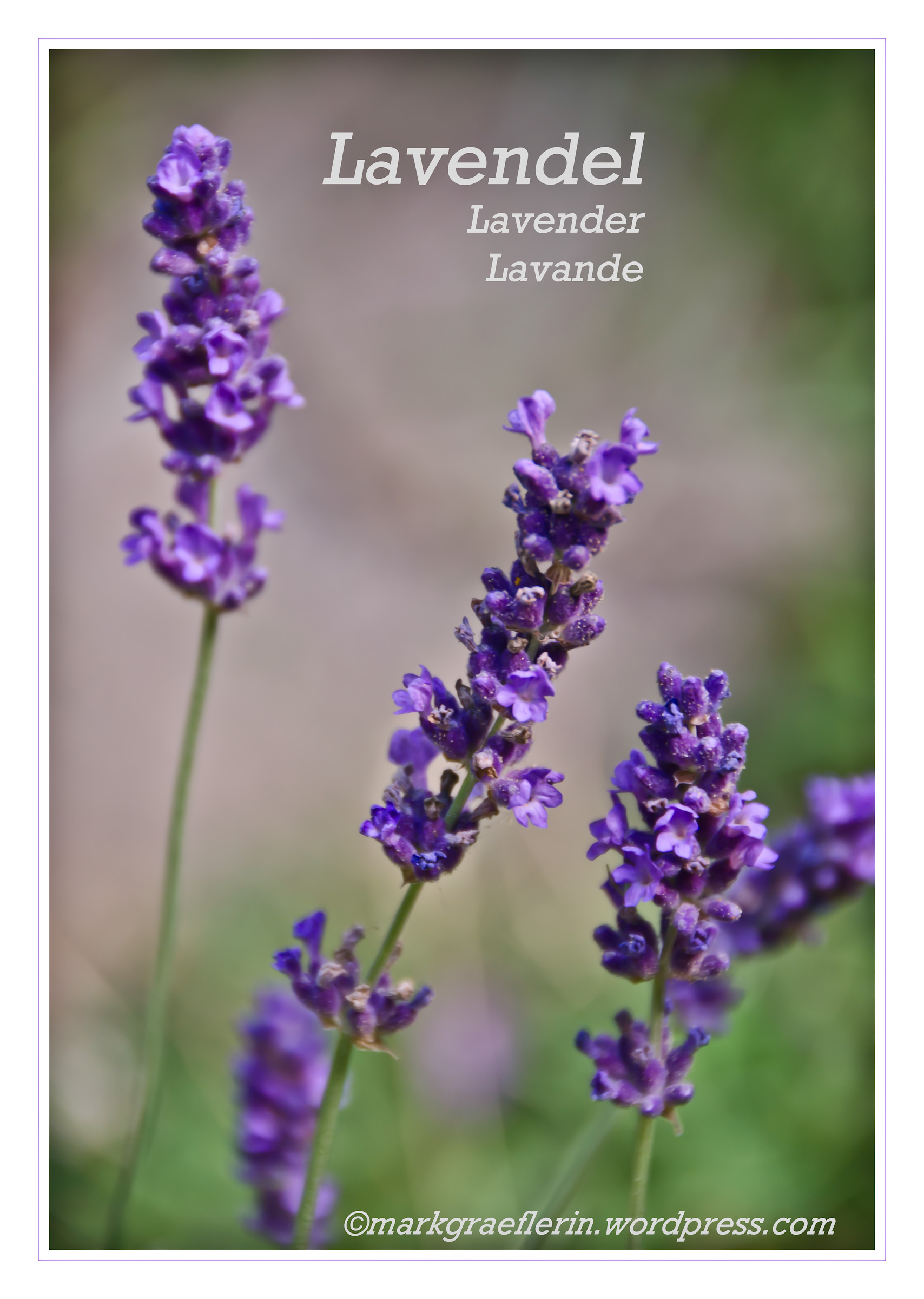 Lavendel3