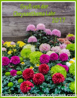 Chrysanthema Gruss