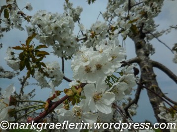 Kirschblüte 2024_21